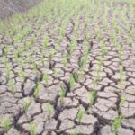 1774868901379-800x399